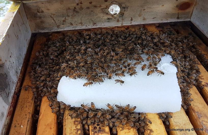 Worker bees feeding on an added sugar patty