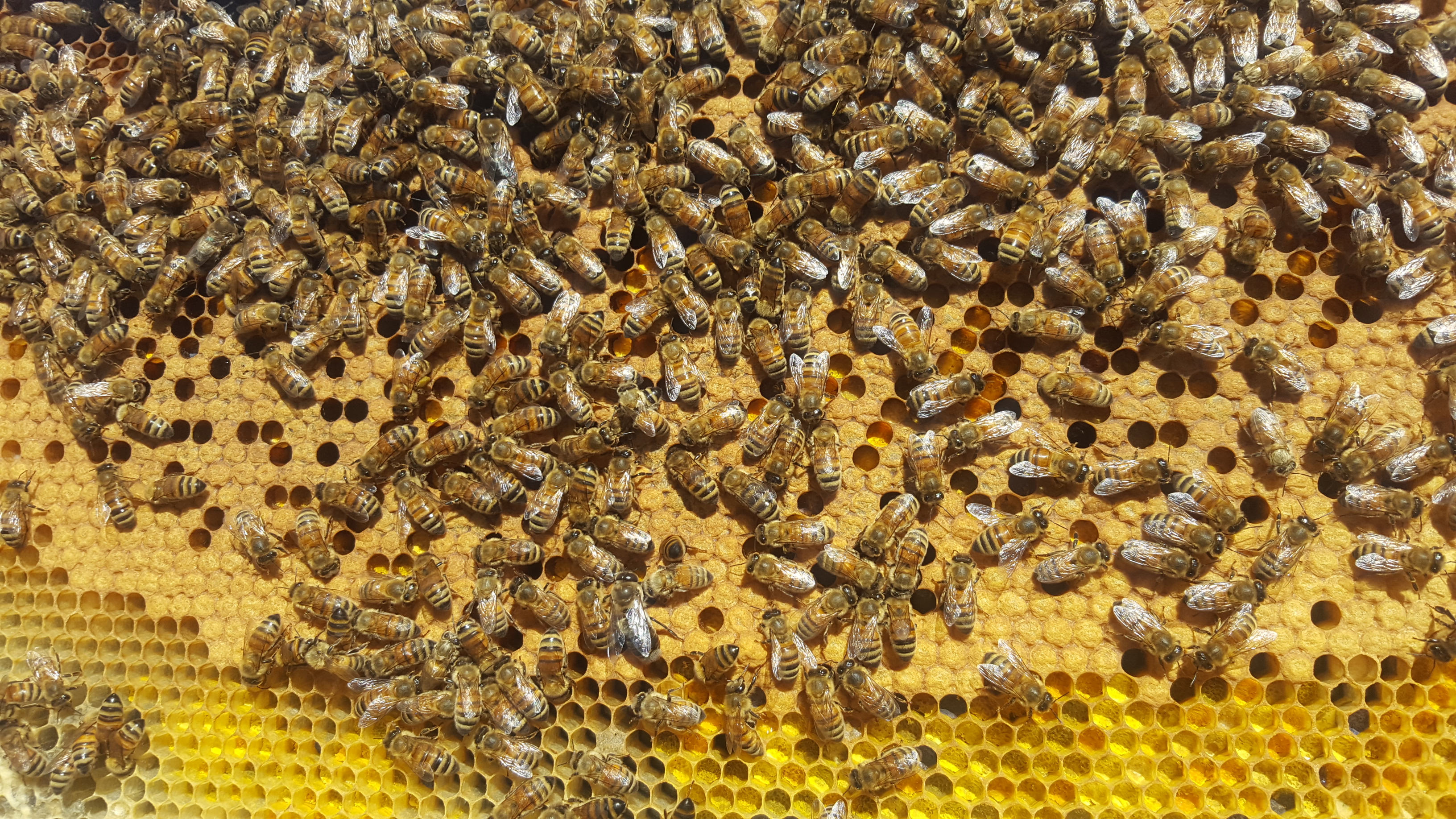 Frame-of-bees