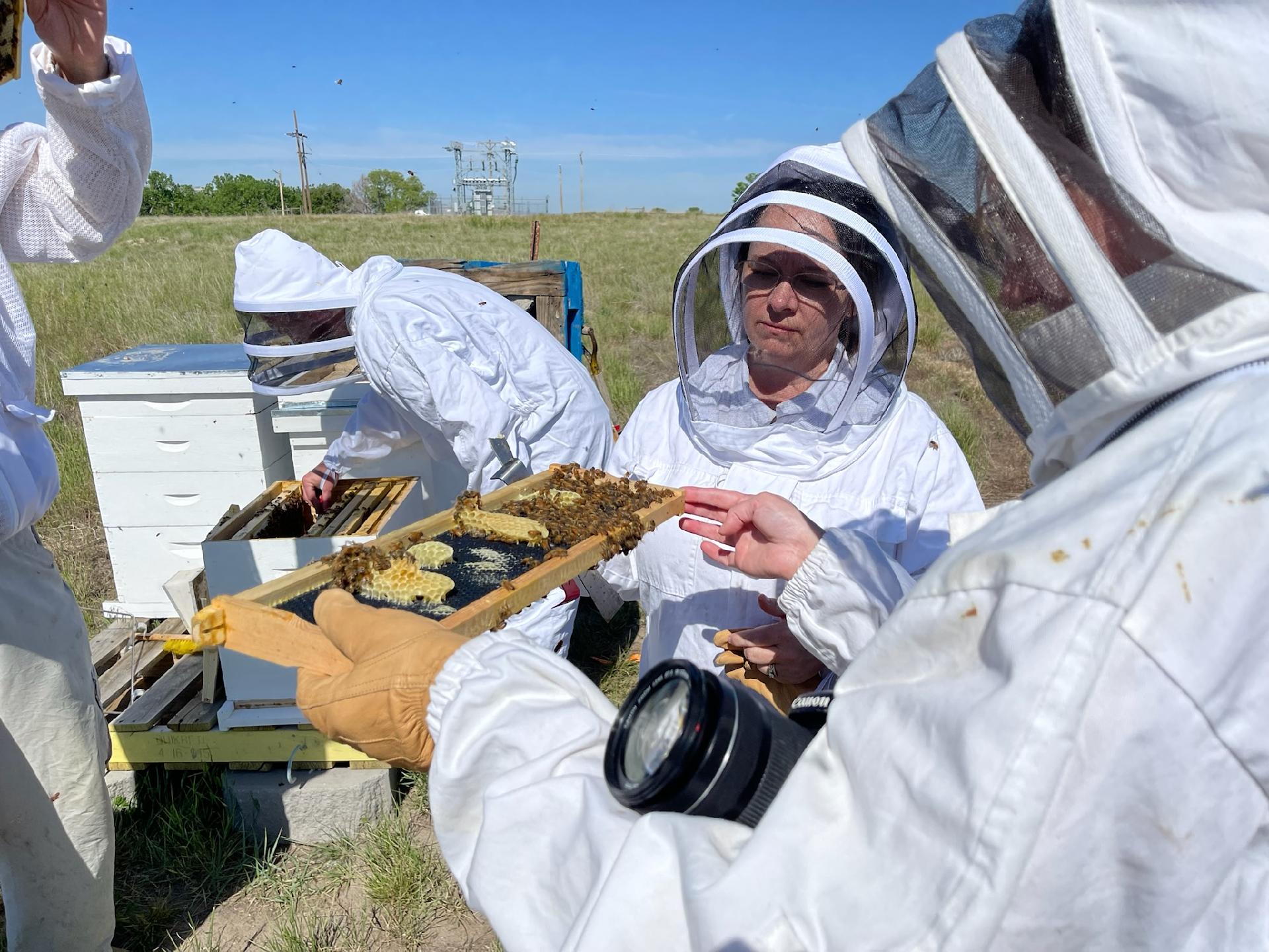 Beekeepers being trained