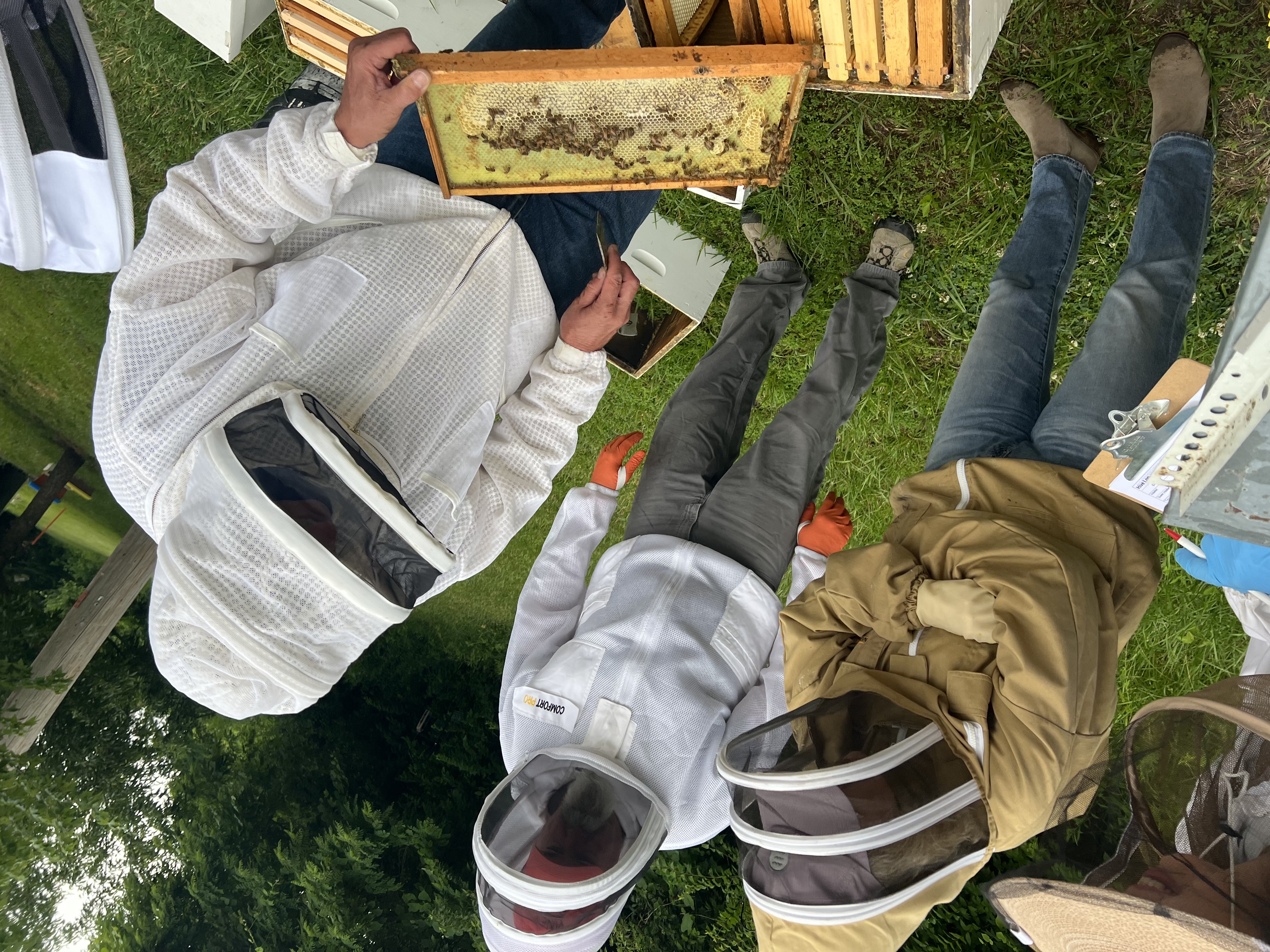 Beekeepers inspecting a frame of bees