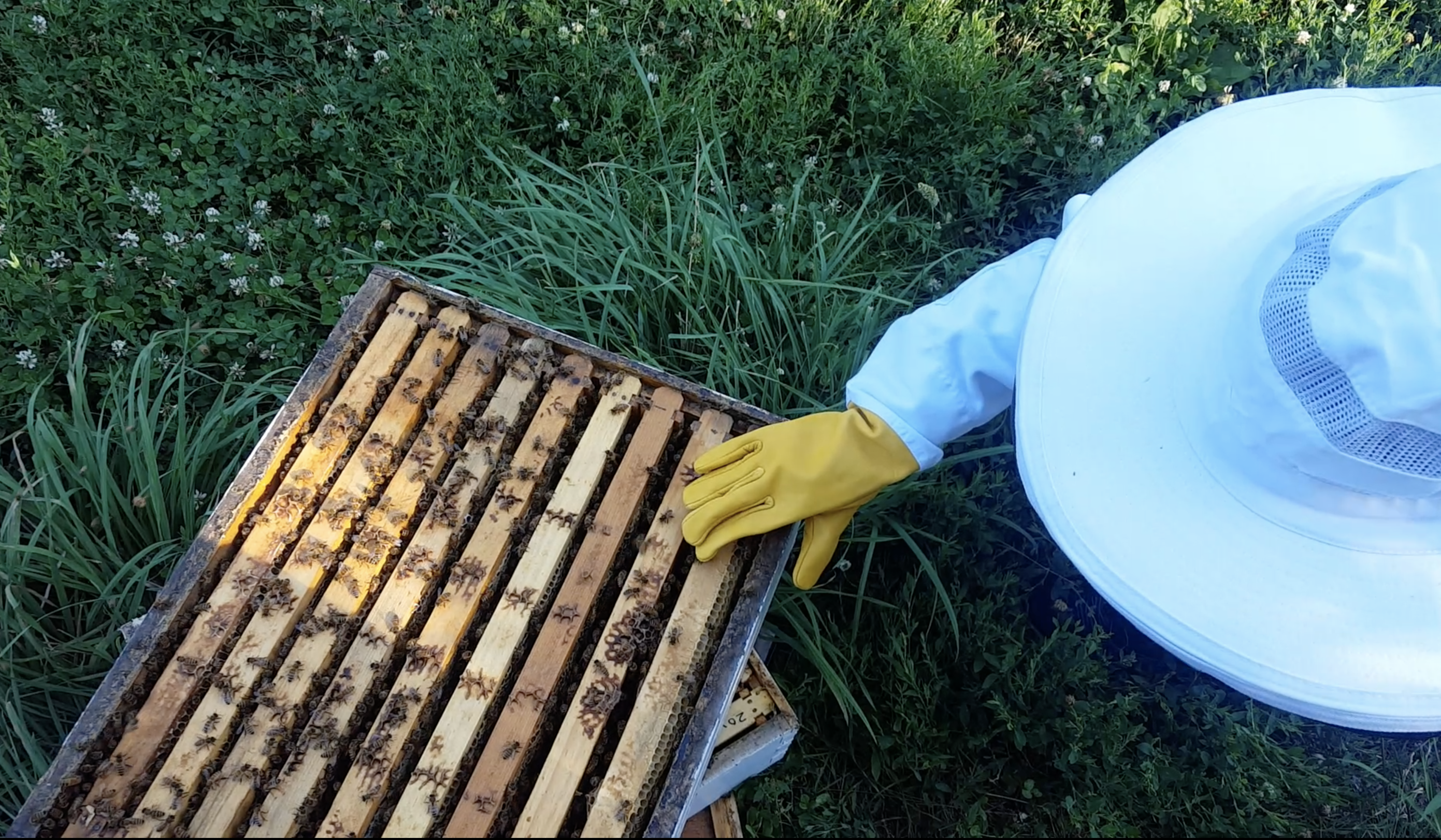 Beekeeper looking at hive with beeswax on the top