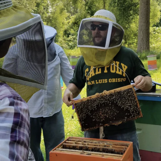 Man holding frame of bees