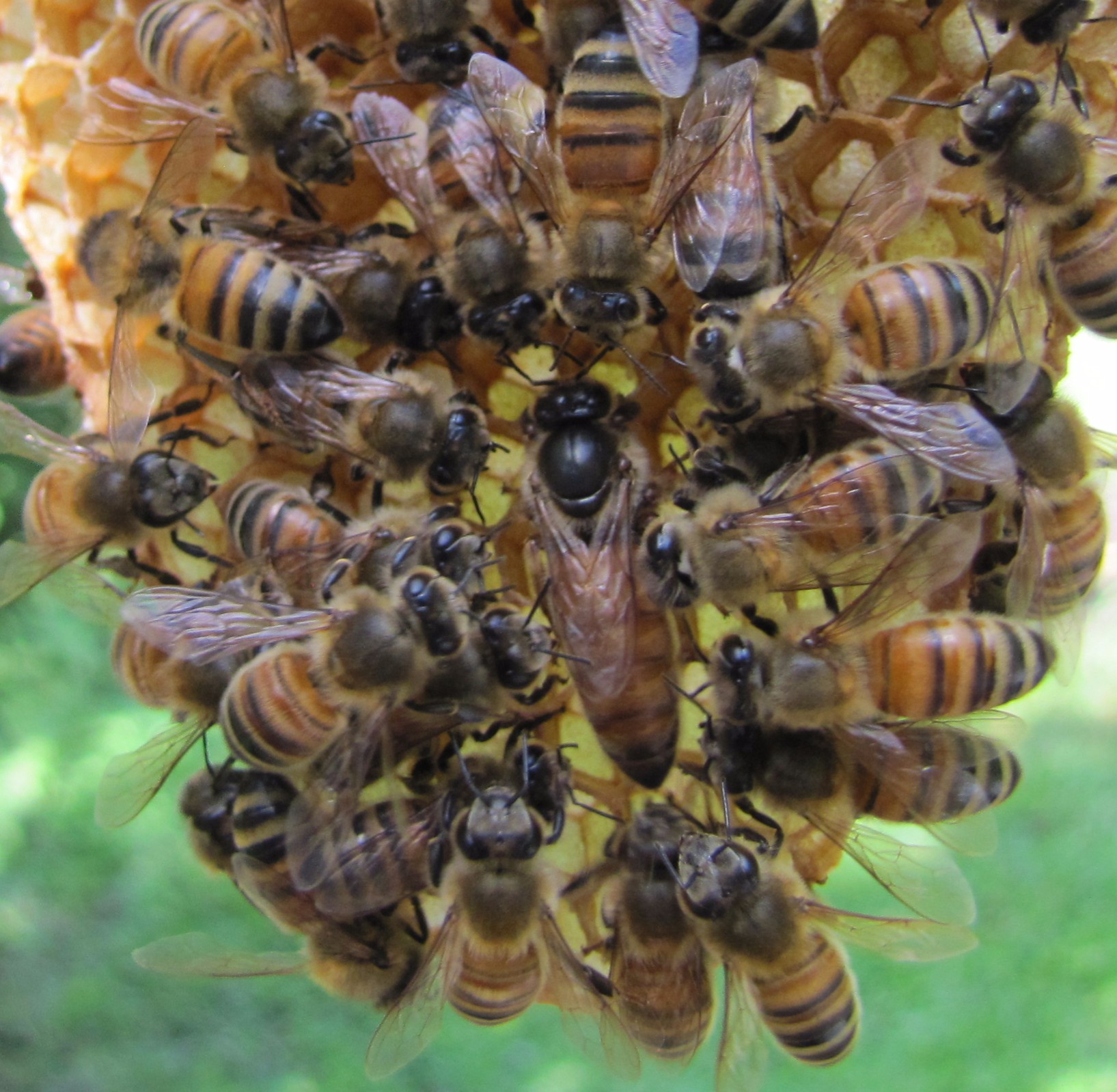 Bees-on-a-hive