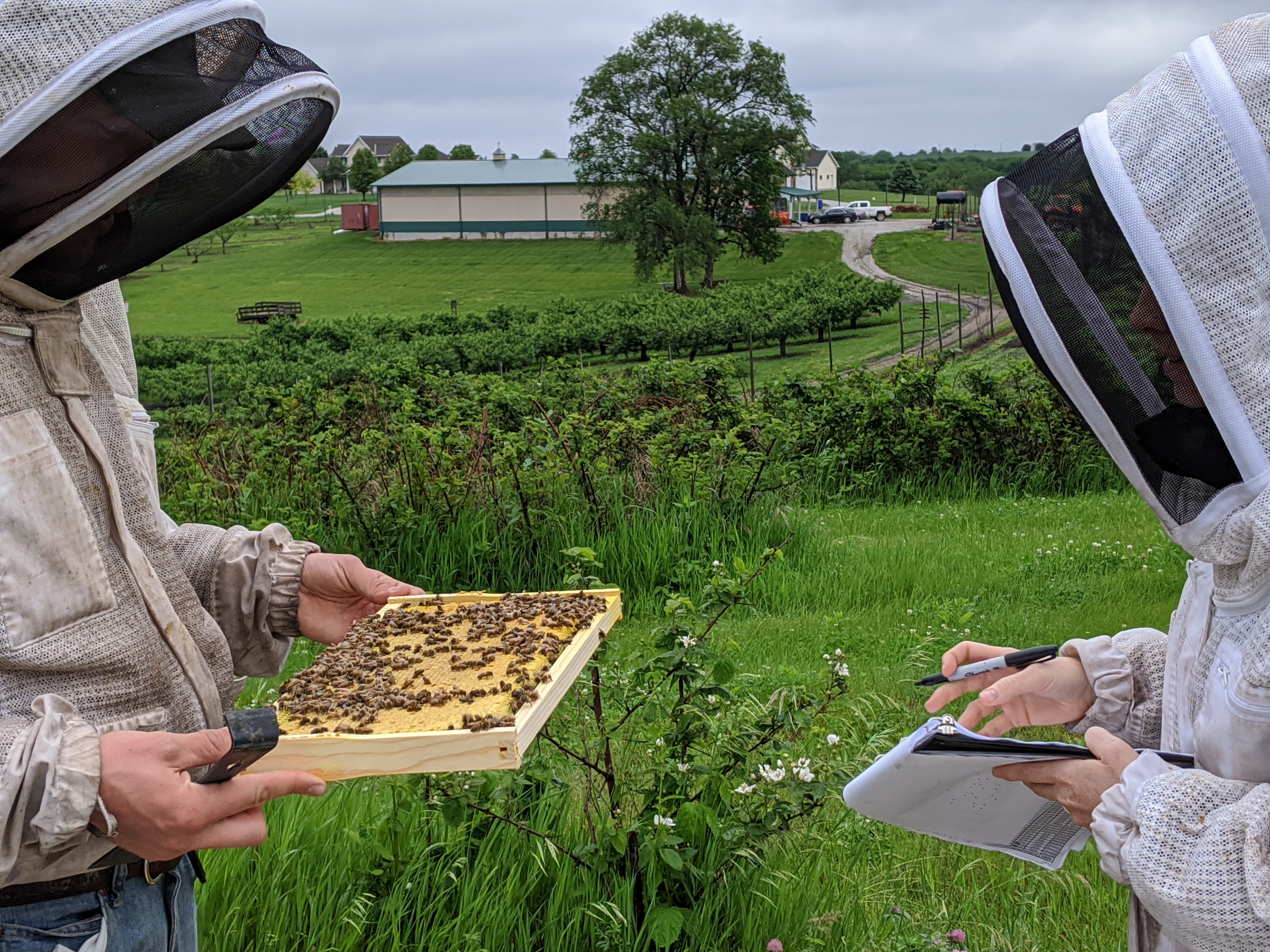 Inspecting Beehive