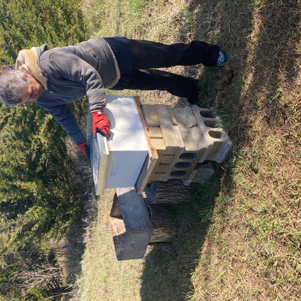 a beekeeper moving hives