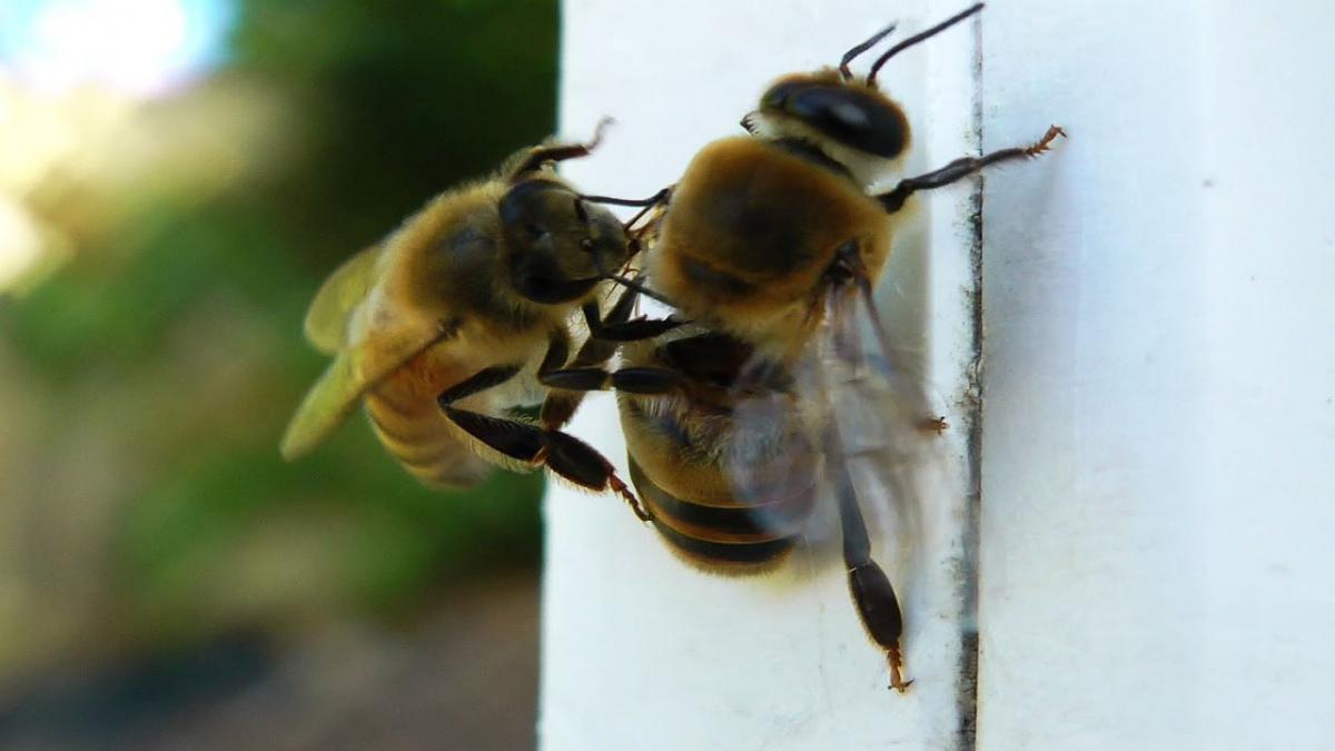drone bee force removed from hive