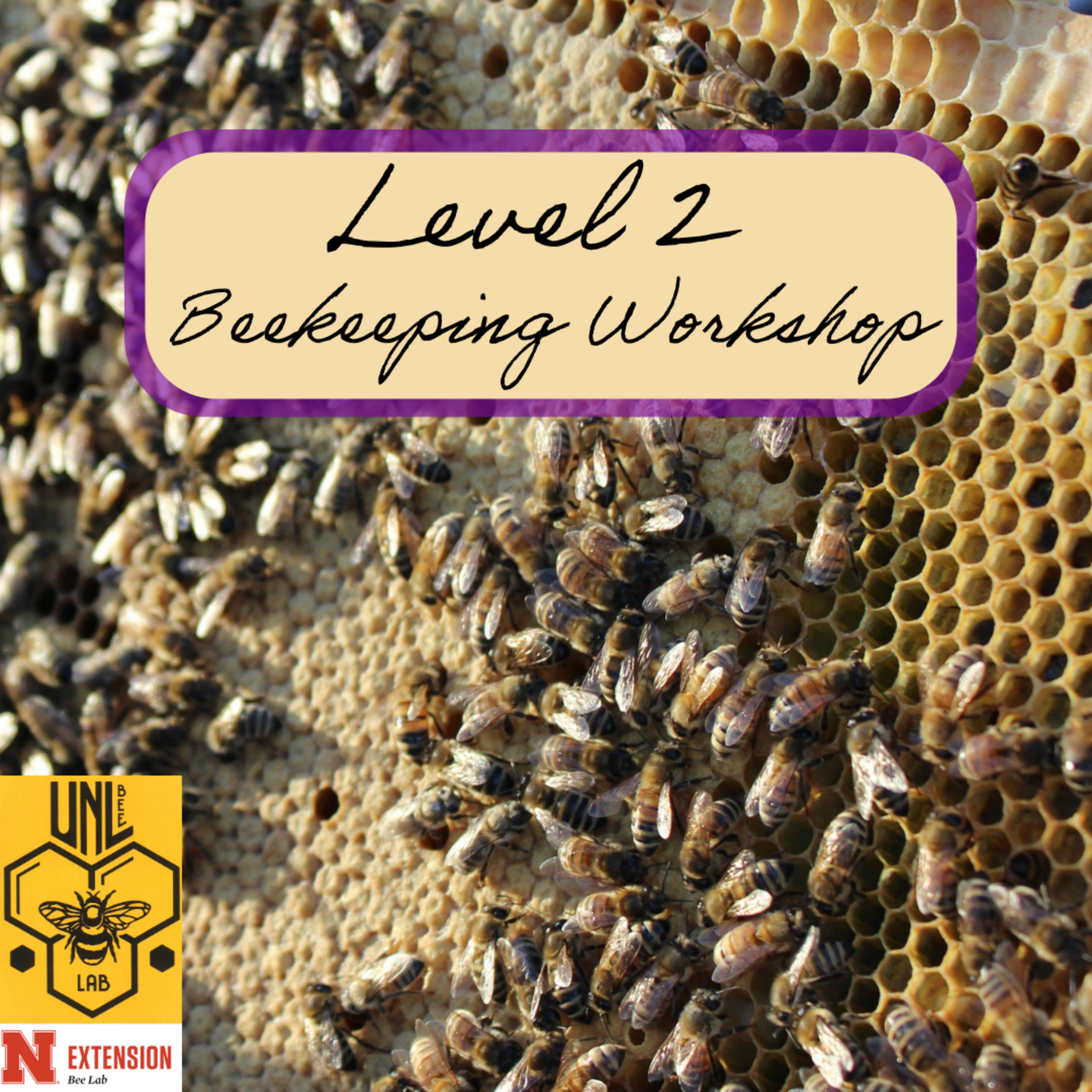 Level 2 Beekeeping Workshop