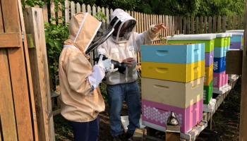 Two beekeeprs inspect hives. 