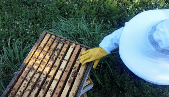Beekeeper looking at hive with beeswax on the top