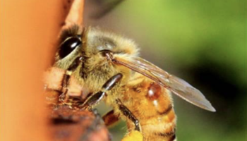 Bee with varroa mite