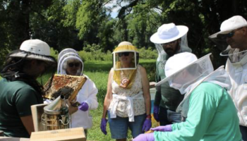 People looking into beehive
